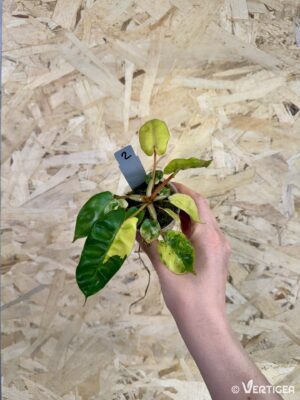 Philodendron billietiae ‘Variegata’