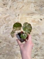 Begonia conchifolia ‘Rouge Pink Variegata’