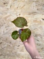 Begonia conchifolia ‘Rouge Pink Variegata’