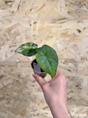 Alocasia melo ‘Variegata’