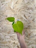 Monstera deliciosa Lemon Cheese