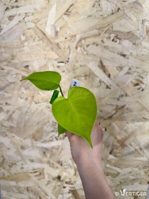 Monstera deliciosa Lemon Cheese