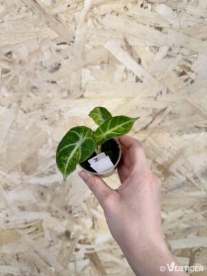 Alocasia reginula Ninja Aurea Variegata
