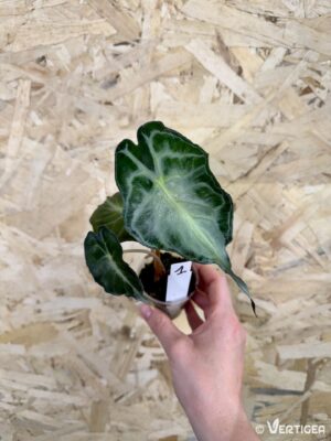 Alocasia amazonica Venom