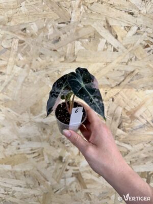 Alocasia amazonica Polly Pink Variegata