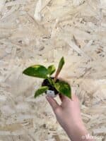 Philodendron Green Congo Variegata
