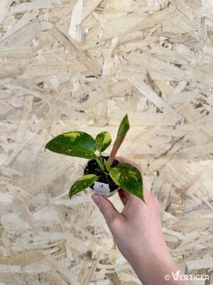 Philodendron Green Congo Variegata