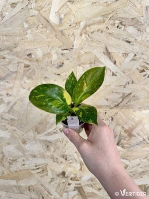 Philodendron Green Congo Variegata