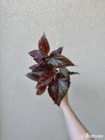 Begonia 'Benigo Pink' (M)