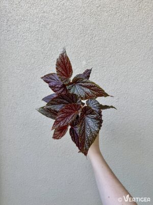 Begonia 'Benigo Pink' (M)