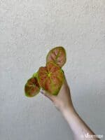 Caladium bicolor 'Elaine' (M)