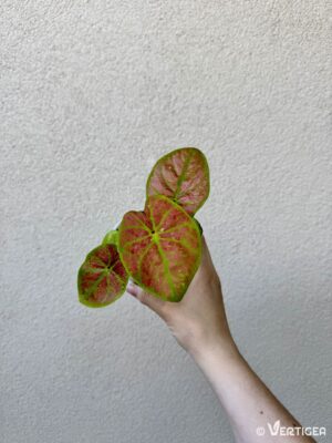 Caladium bicolor 'Elaine' (M)