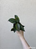 Calathea ornata 'Sanderiana' (M)