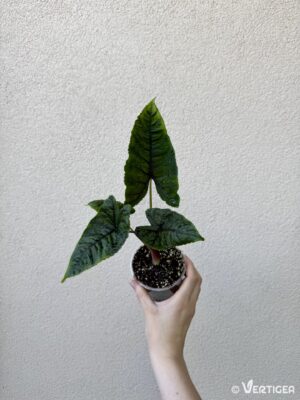 Alocasia sp 'Olanii'