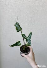 Alocasia portei 'Teletubbie' (M)