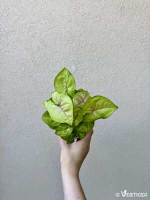 Syngonium podophyllum 'Golden Allusion'