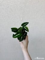 Syngonium wendlandii (M)