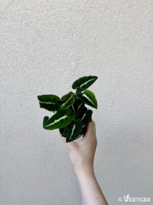 Syngonium wendlandii (M)