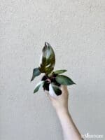 Philodendron erubescens 'Red Anderson'