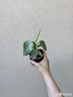 Philodendron hastatum 'Silver Sword' (M)