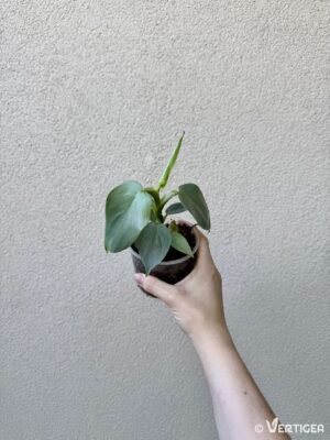 Philodendron hastatum 'Silver Sword' (M)