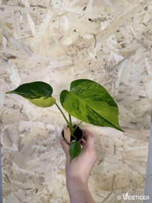 Monstera deliciosa Aurea Variegata