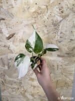 Monstera deliciosa Albo Variegata