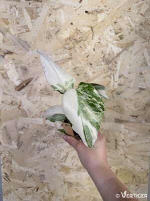 Monstera deliciosa Albo Variegata