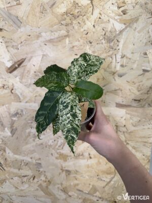 Ficus apsera Variegata