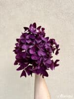 Oxalis triangularis 'Burgundy Wine' (L)
