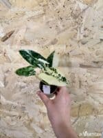 Alocasia micholitziana Frydek Variegata