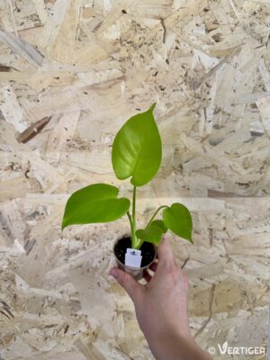 Monstera deliciosa Lemon Cheese