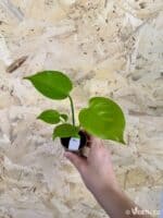 Monstera deliciosa Lemon Cheese