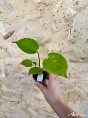 Monstera deliciosa Lemon Cheese