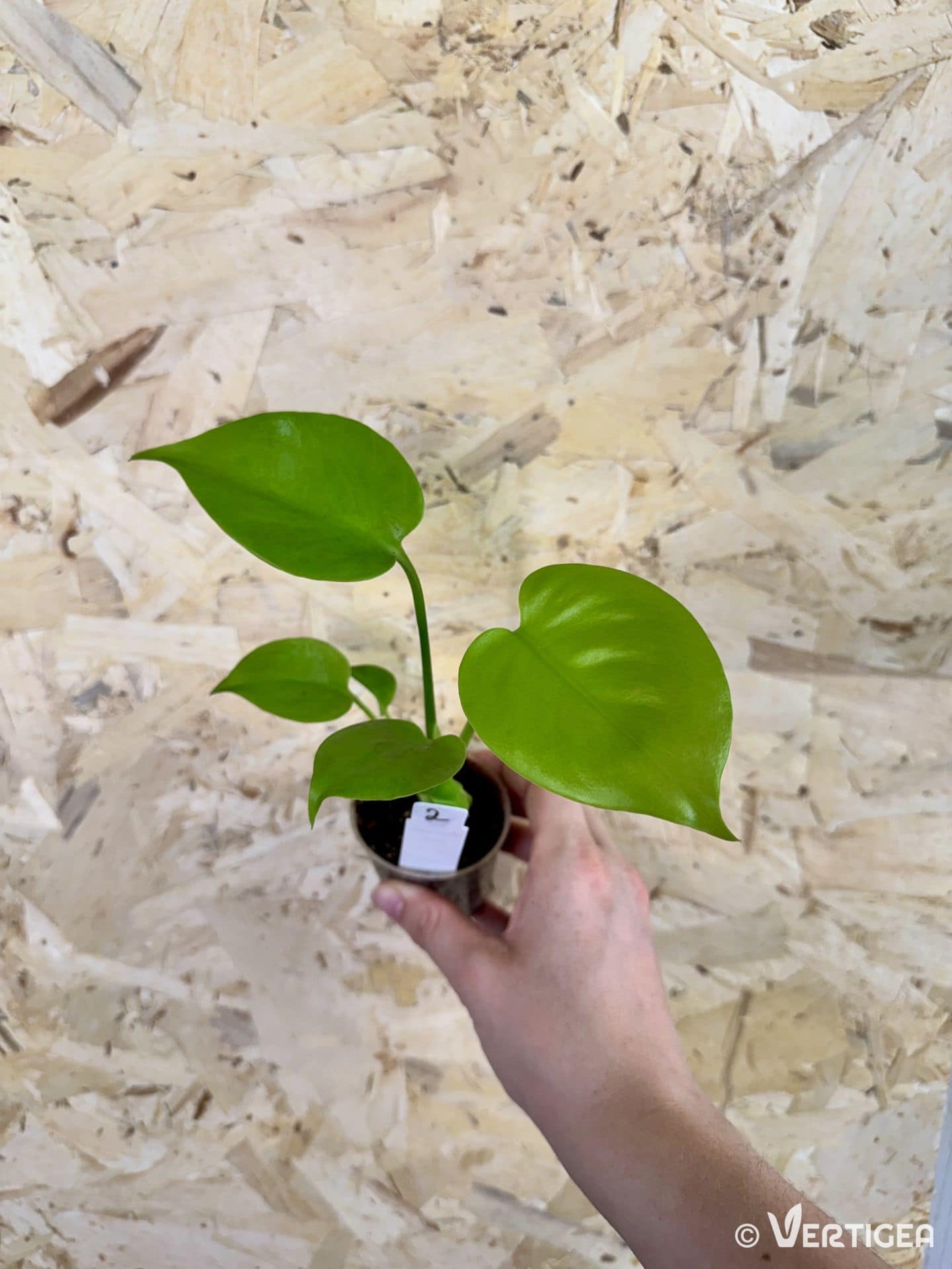 Monstera deliciosa Lemon Cheese