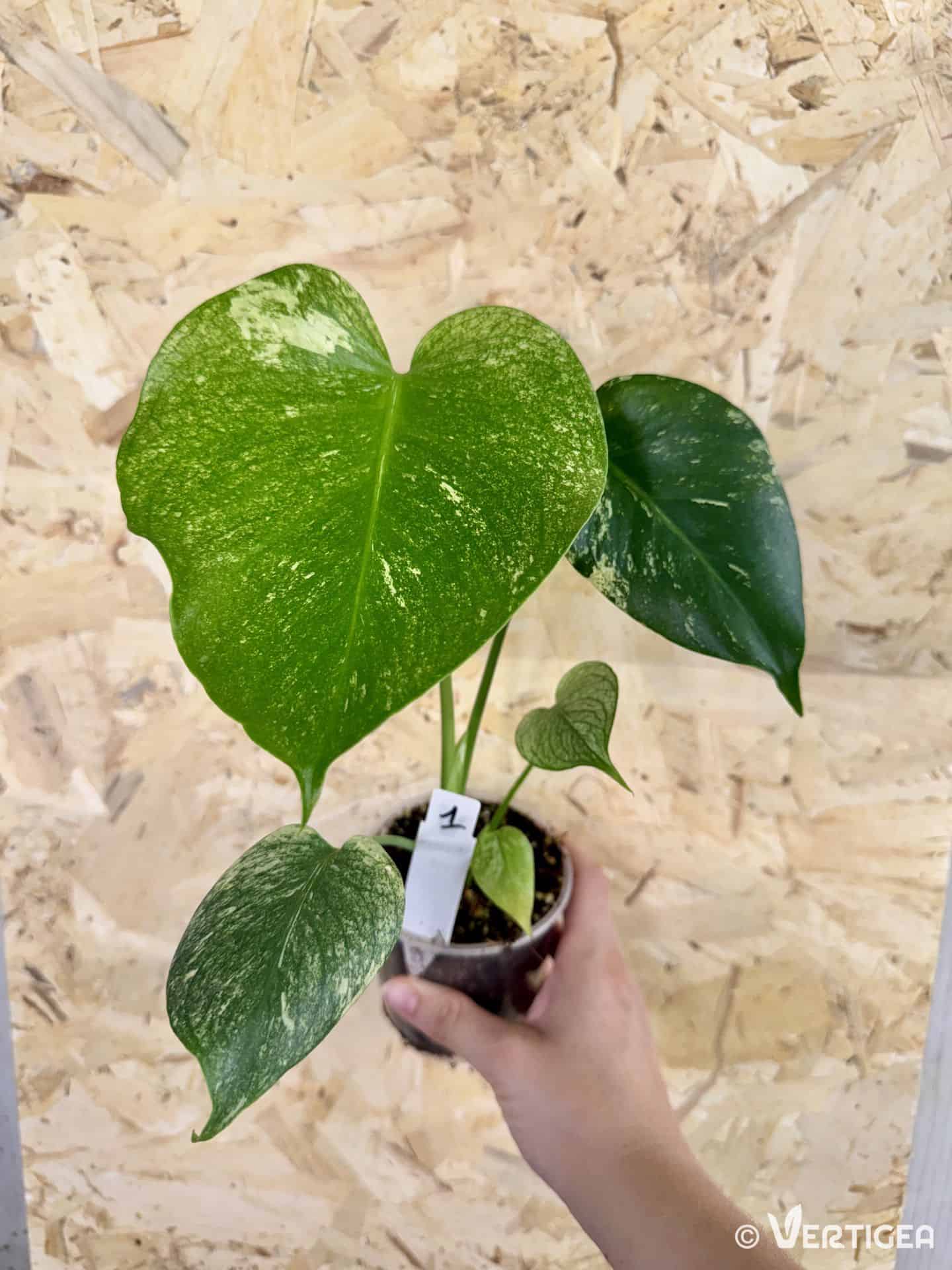 Monstera deliciosa White Monster