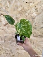 Monstera deliciosa White Monster