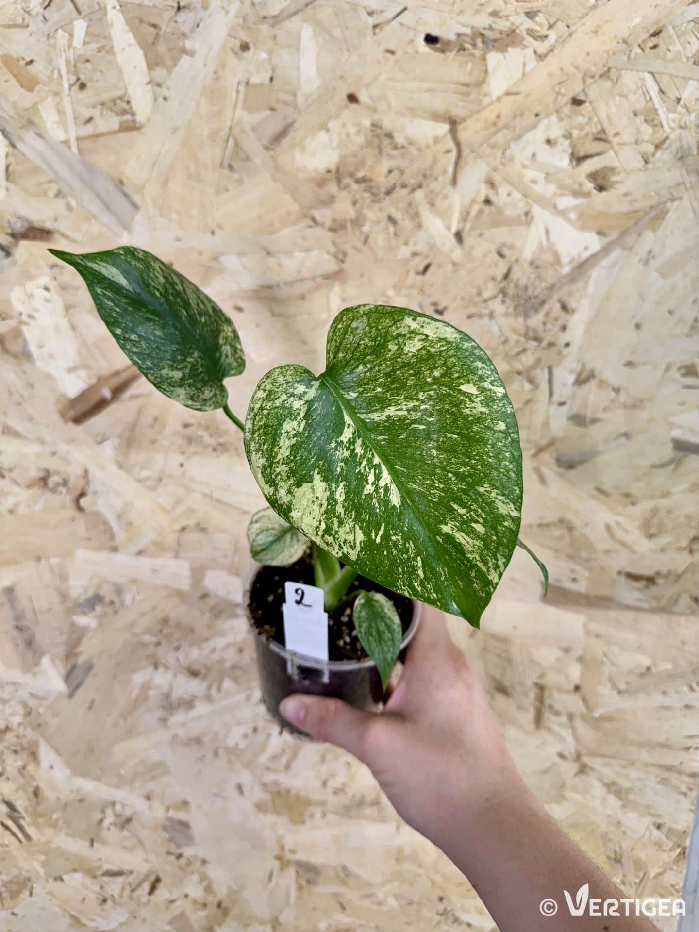 Monstera deliciosa White Monster