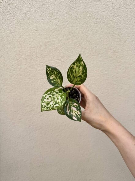 Aglaonema commutatum 'Eileen' bébé (S)