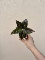 Aglaonema commutatum 'Red Vein' bébé (S)