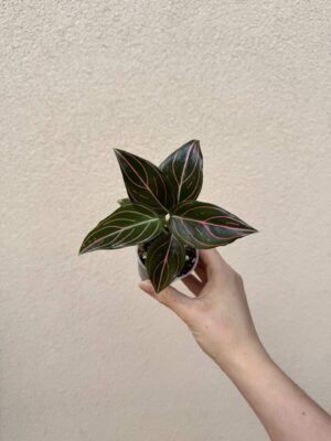 Aglaonema commutatum 'Red Vein' bébé (S)