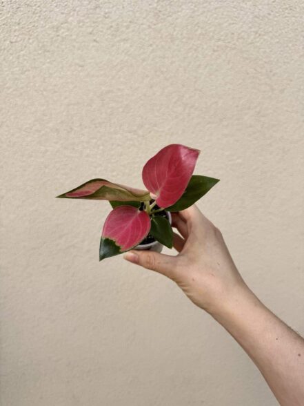 Aglaonema commutatum 'China Red' bébé (S)