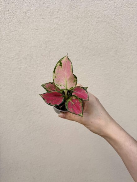 Aglaonema commutatum 'Greely Red' bébé (S)