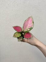Aglaonema commutatum 'Beauty' bébé (S)