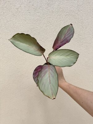 Calathea roseopicta 'Silver Plate' bébé (S)