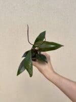 Hoya pubicalyx bébé (S)
