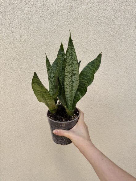 Sansevieria trifasciata 'Robusta' (L)