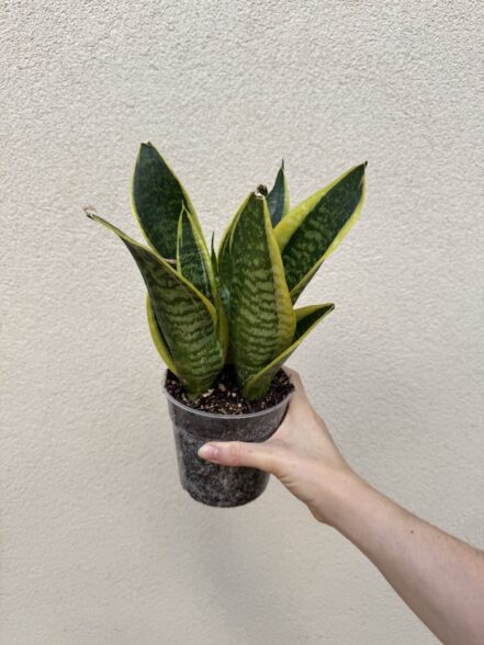 Sansevieria trifasciata 'Futura Superba' (L)