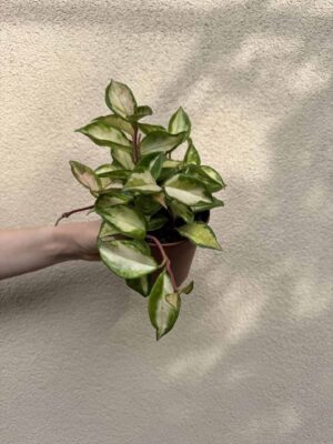 Hoya carnosa 'Tricolor' (L)