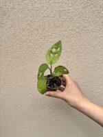 Monstera adansonii bébé (S)